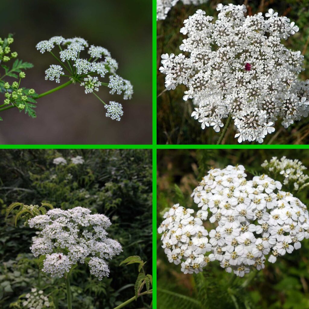 THE LACE TRAP (The Four-Way Cross)