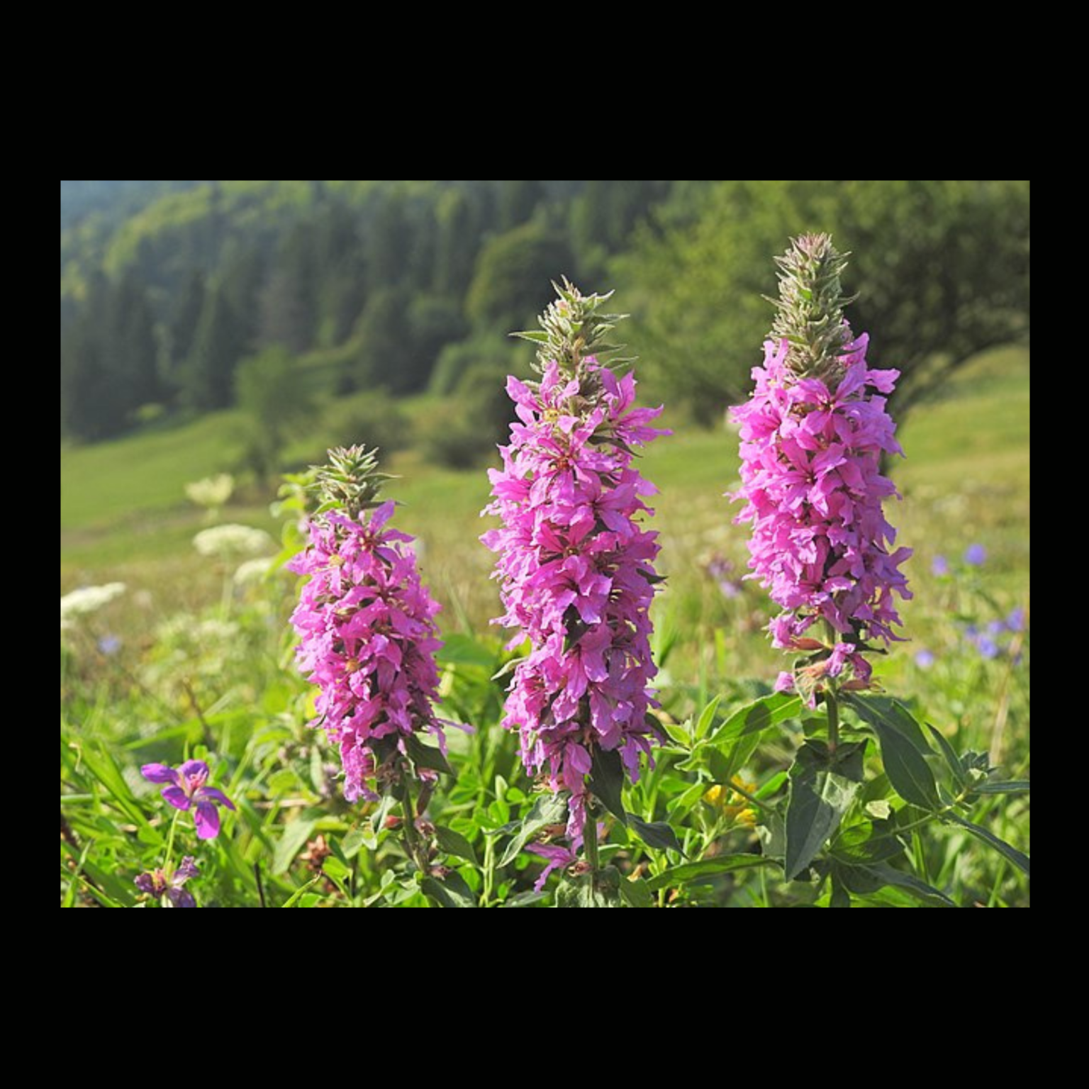 FIREWEED (Chamerion angustifolium) – KaNafia