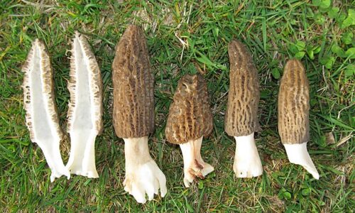 640px-Morchella_importuna_12433335