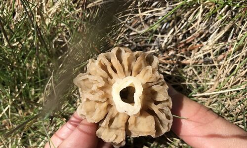 Morchella_esculenta_75259632