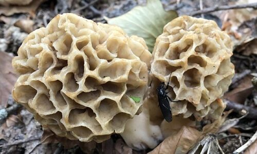 Morchella_esculenta_duo