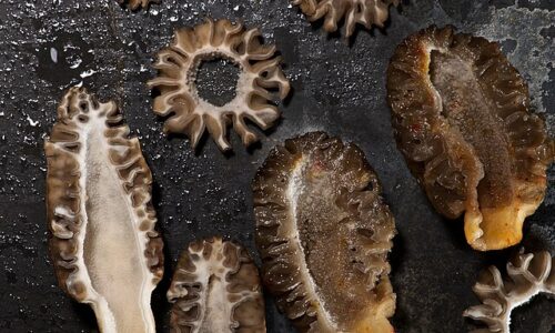 Morel_Mushroom_Series_(4562287305)