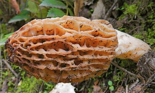 Morel_mushroom_(8679959996)