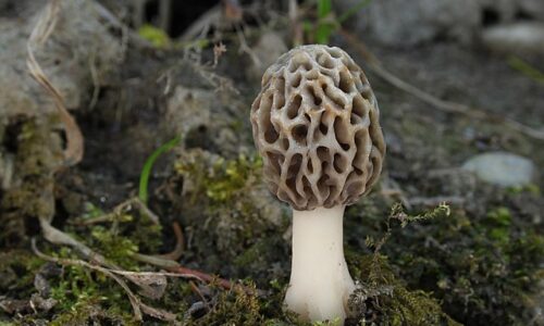 Speise_Morchel_Morchella_esculenta