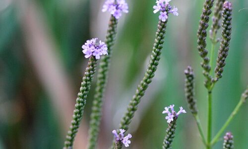 Verbena_hastata_09833