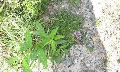 Verbena_hastata_15-p.bot-verbe.has-01