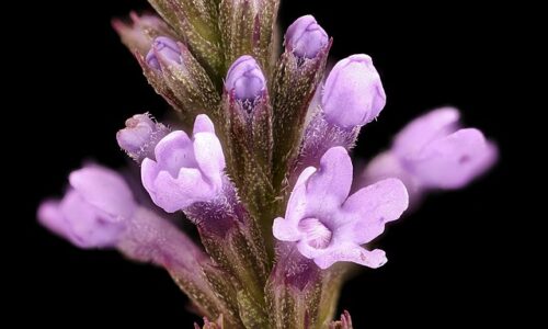 Verbena_hastata_2,_Howard_County,_MD,_Helen_Lowe_Metzman_2017-08-07-19.24_(36719589526)