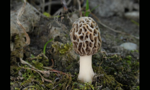 morel