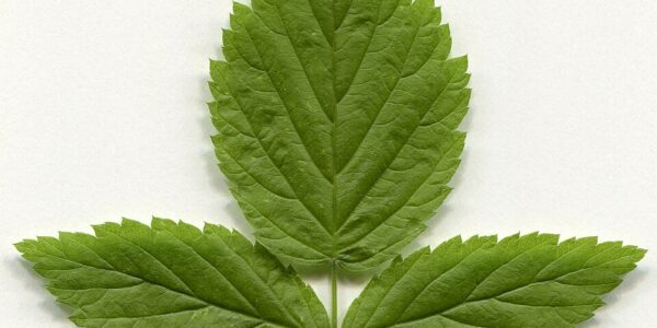 2020_year._Herbarium._Rubus_idaeus._img-001