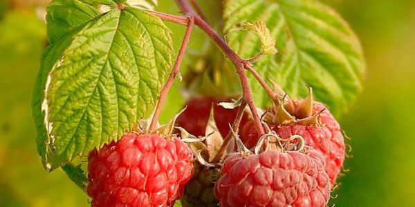 Raspberries_(Rubus_Idaeus)