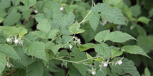 Rubus_idaeus_Oulu,_Finland_09.06.2013