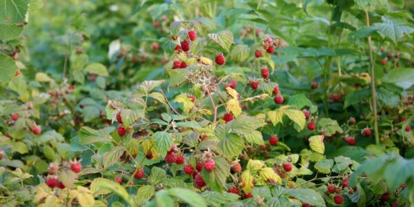 Wild_Rubus_idaeus